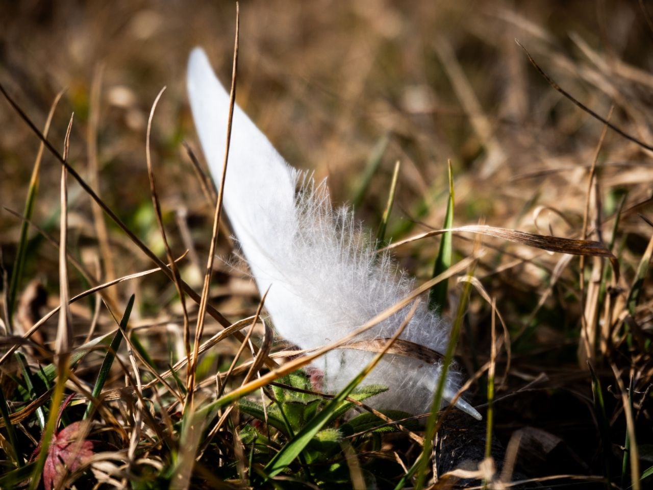 Weiße Feder im alten Gras mit neuen Trieben, weiches Licht