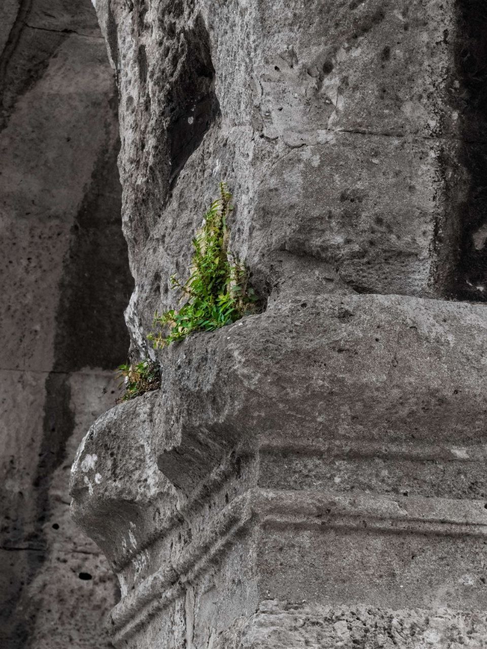Grünpflanze in grauer Steinmauer, selektive Farbe