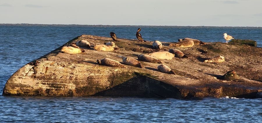 Seehunde auf altem Bunker