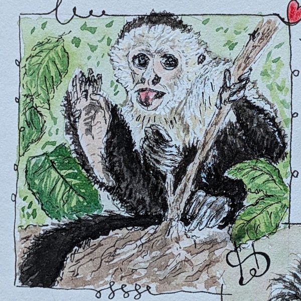 Tag 66 Kapuzineräffchen